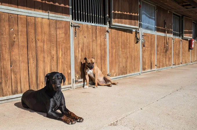 Perros descansando en las instalaciones de Can Vilardell
