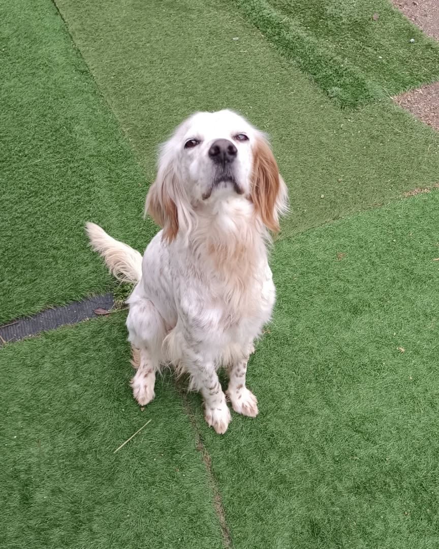 Perro feliz en Can Vilardell