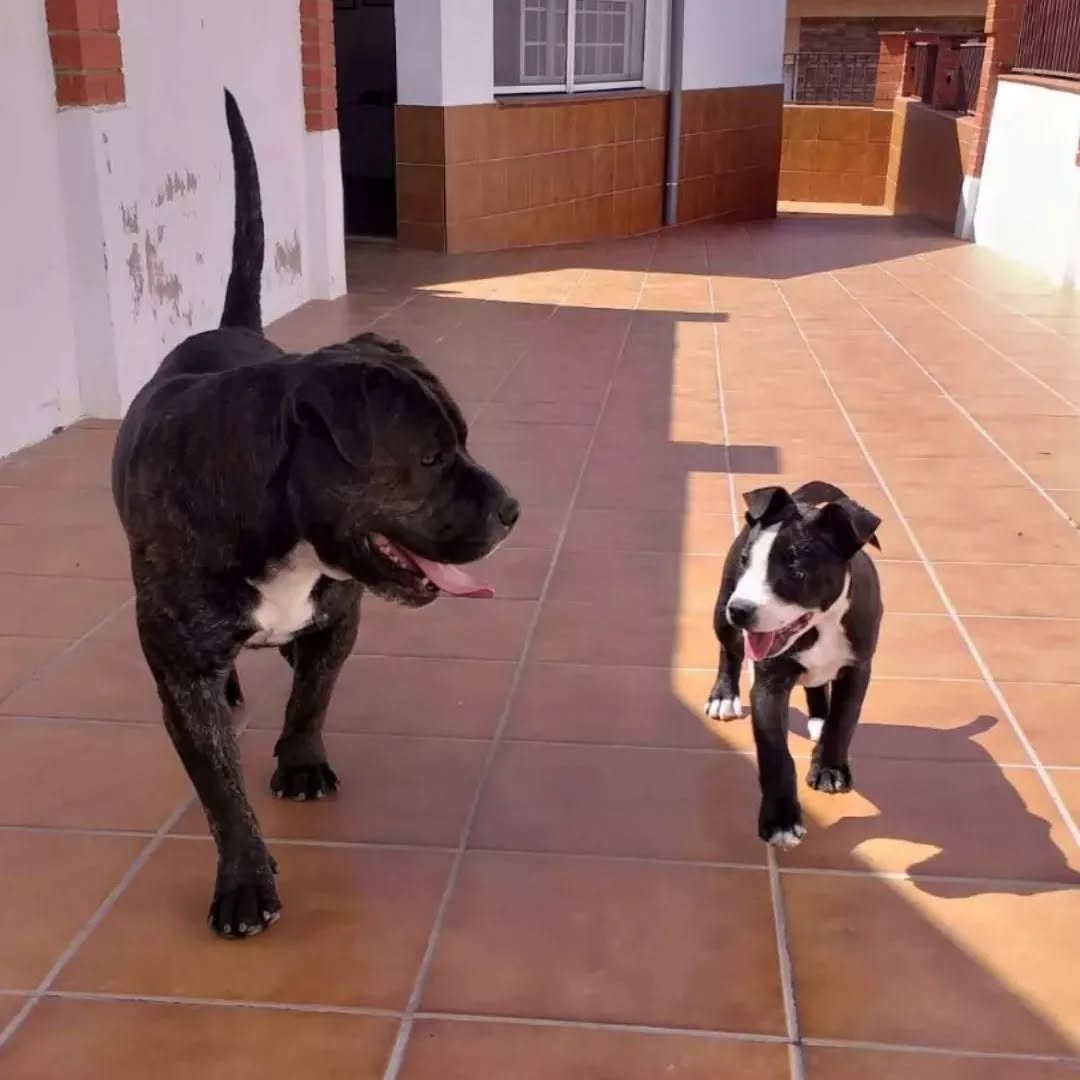 Perro en Can Vilardell