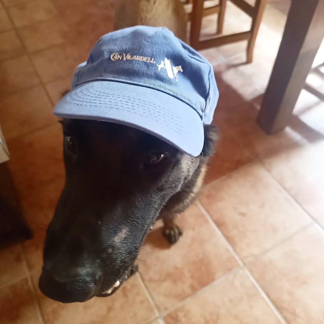 Perro en Can Vilardell
