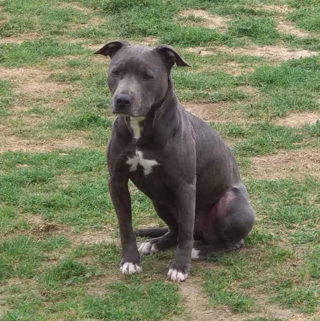 Perro en Can Vilardell