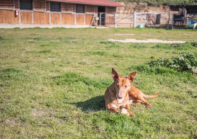 Perro en Can Vilardell